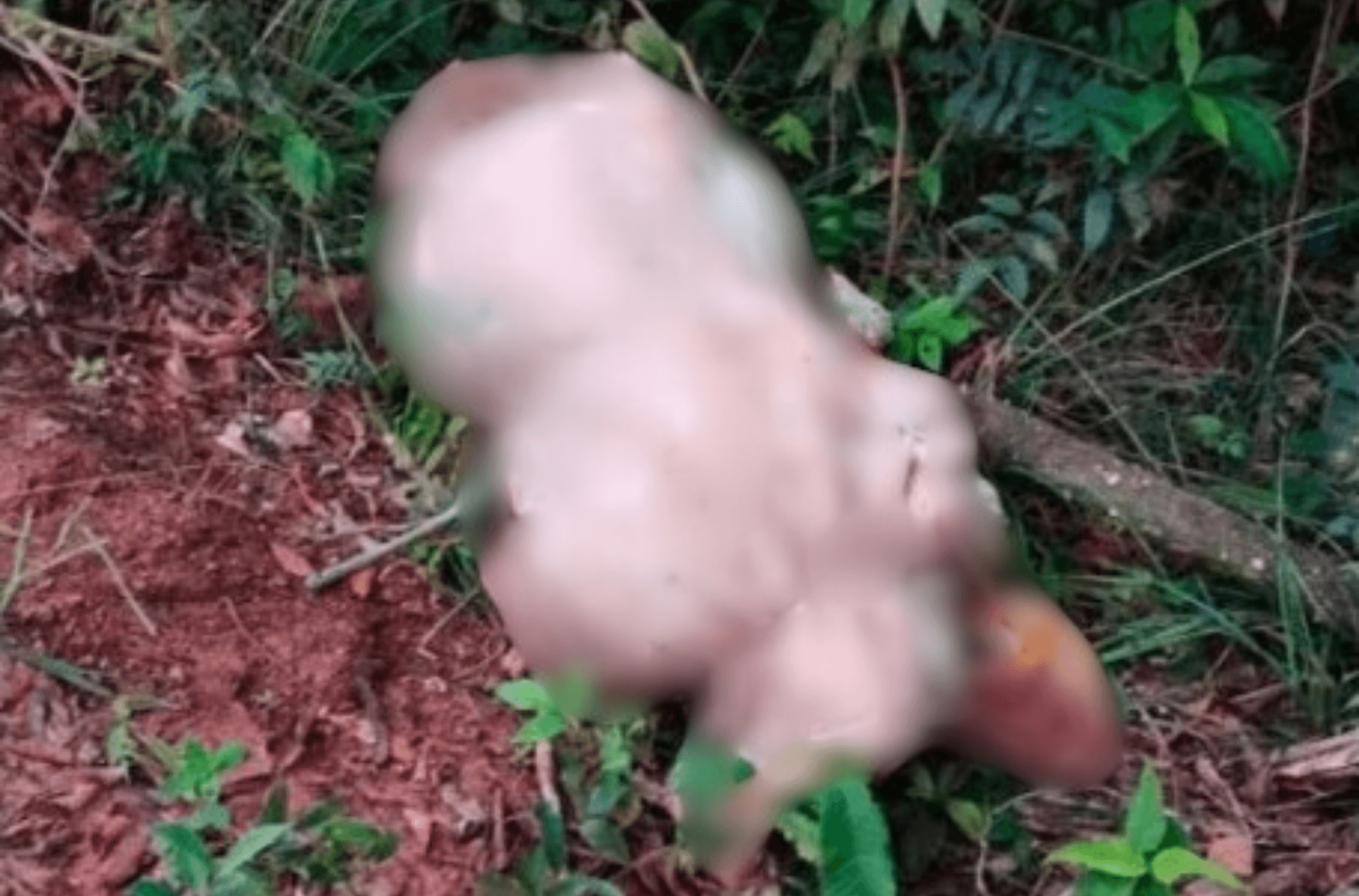 Ilustra o corpo da vítima