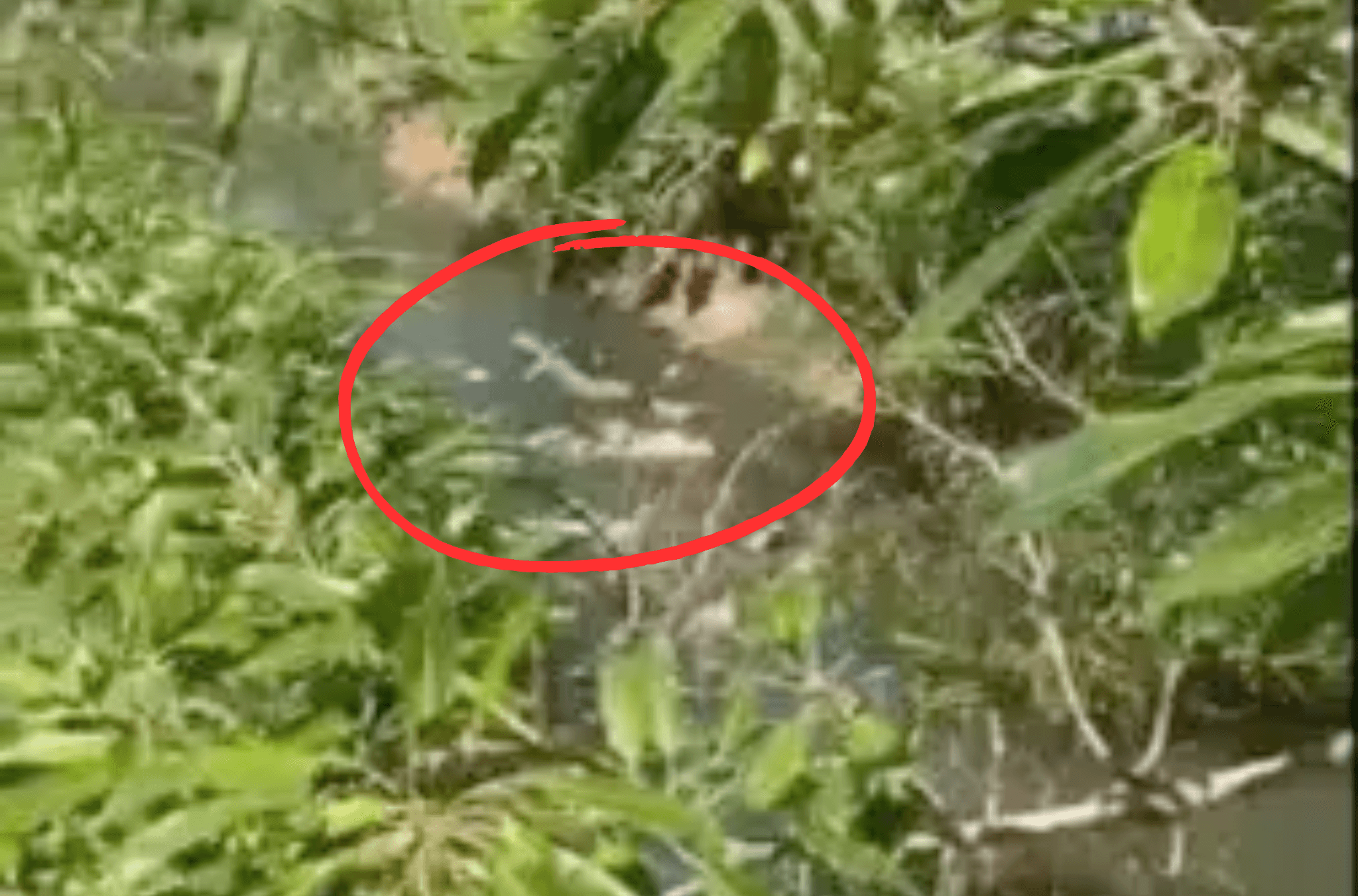 Corpo sem cabeça e genitália é encontrado em Porto Alegre