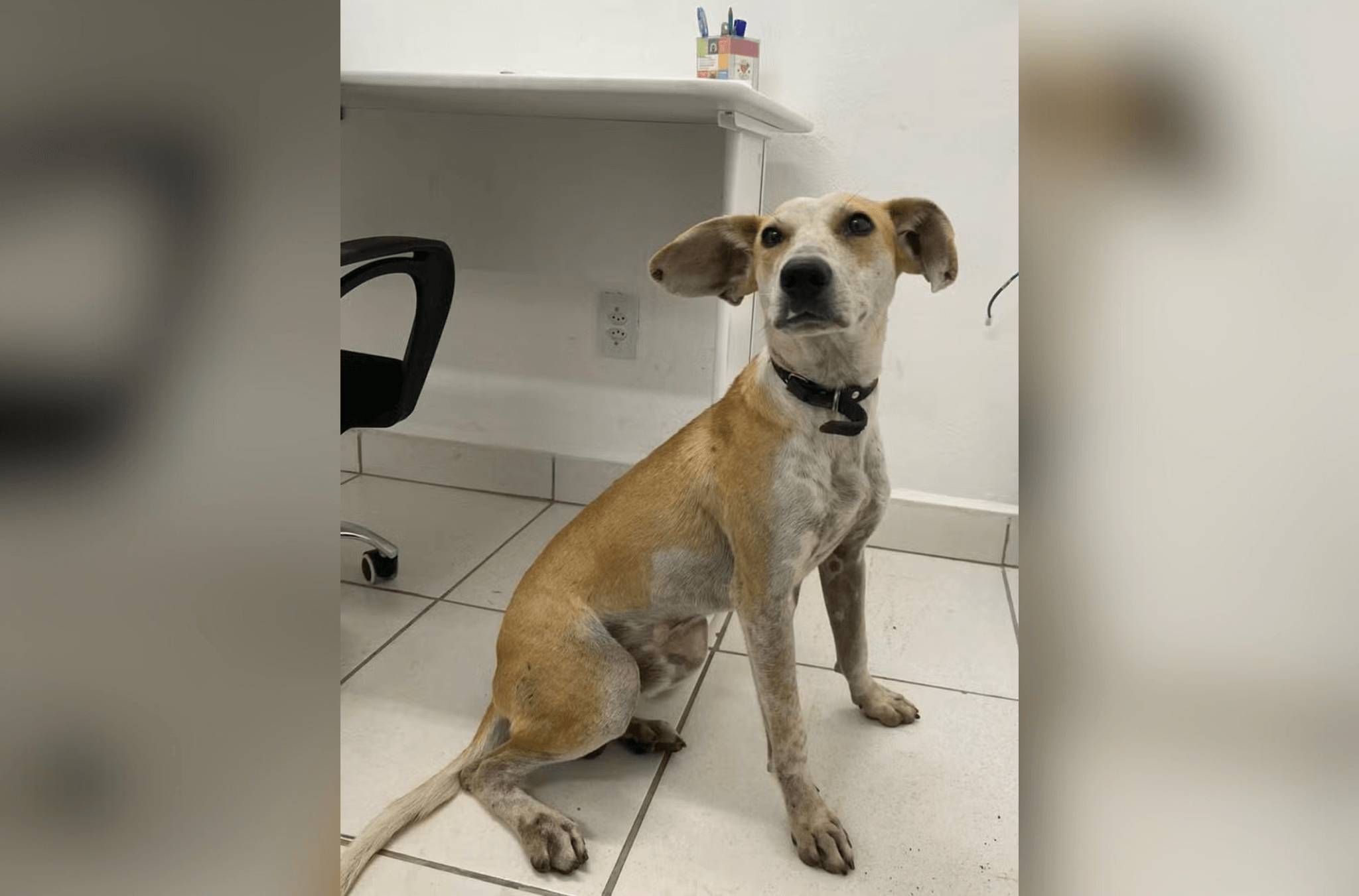 Imagem ilustra cachorro