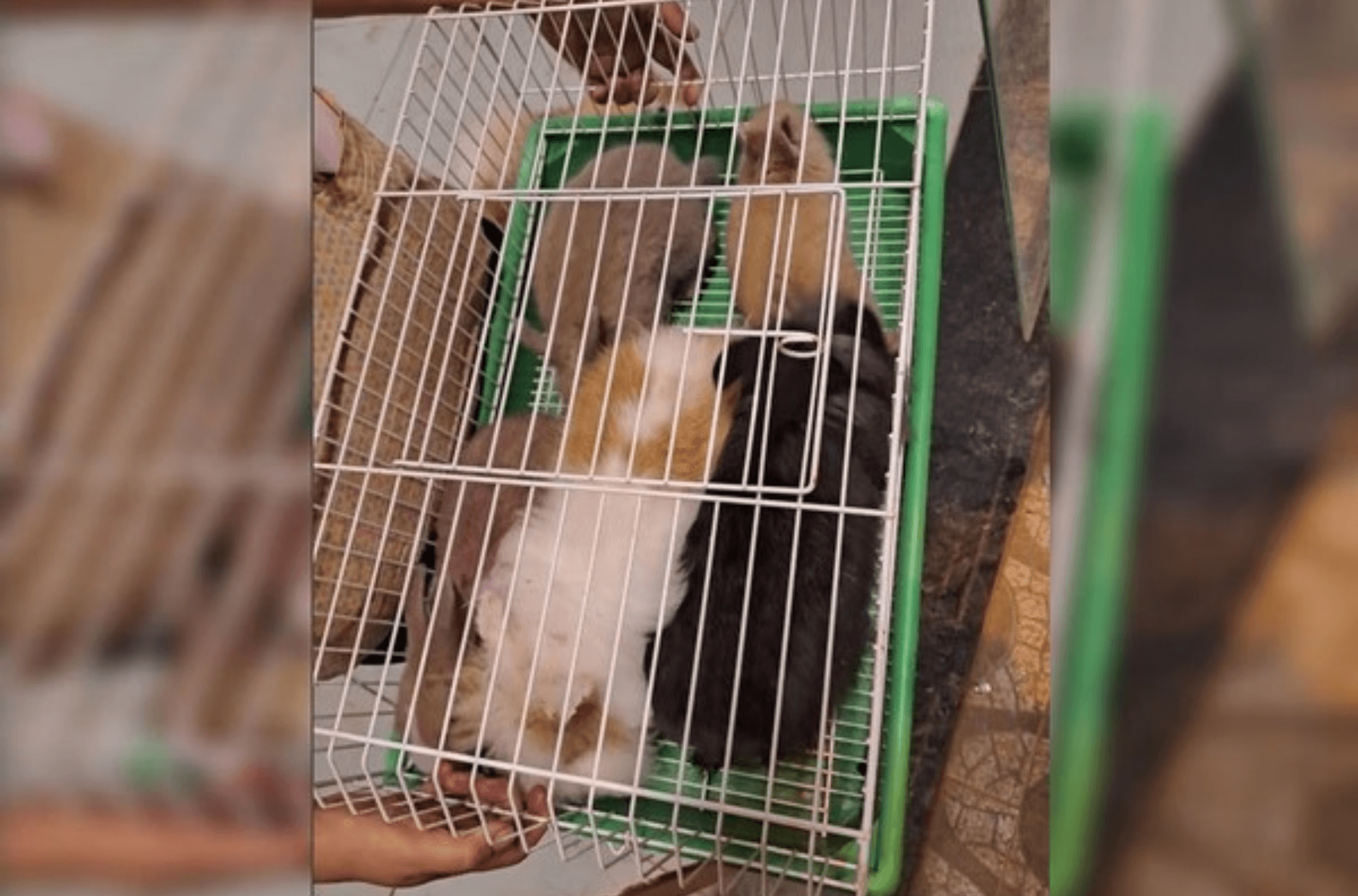 Veterinária investigada possuía animais mortos em casa