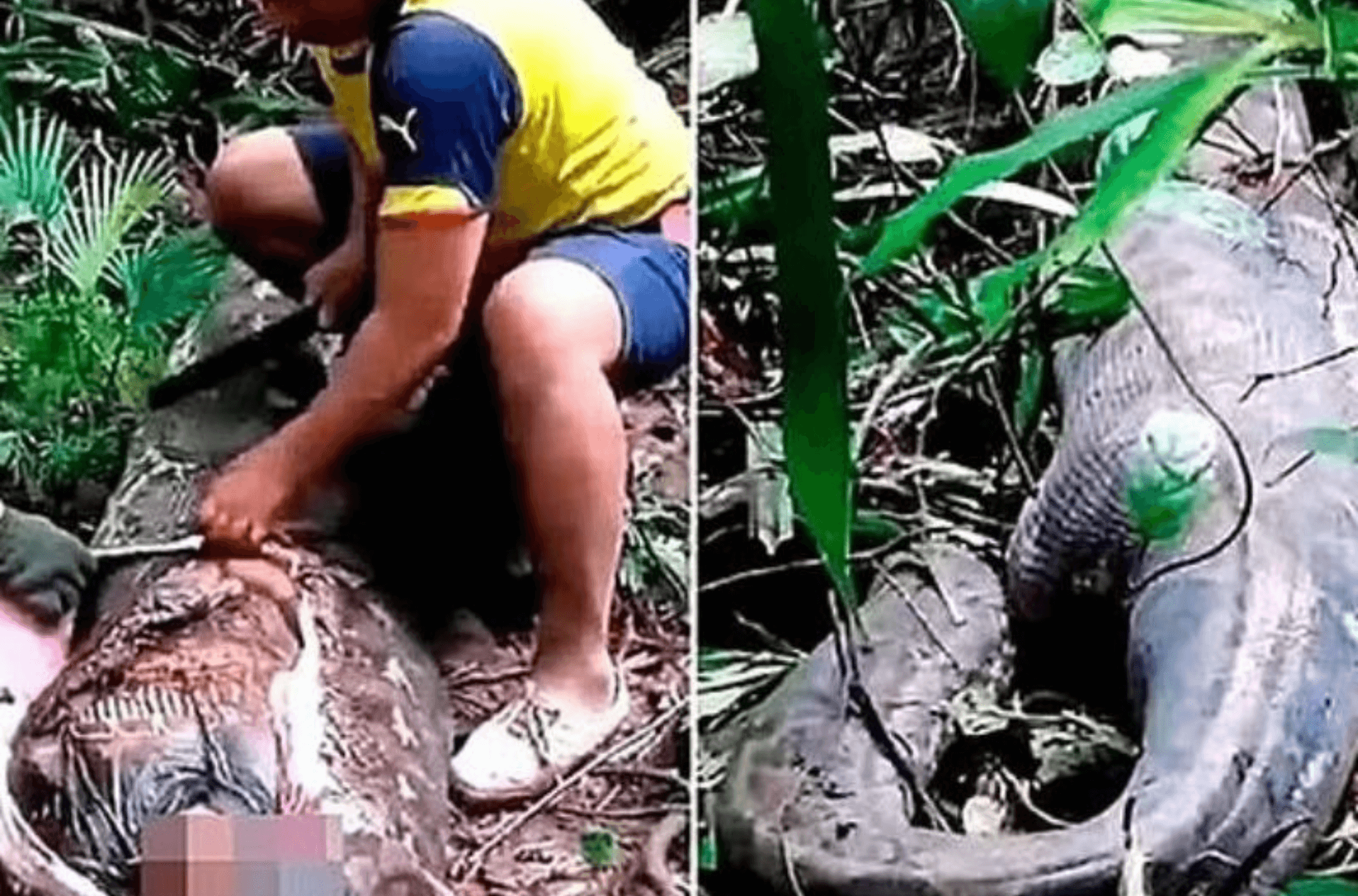 Imagem ilustra corpo da vítima dentro da cobra