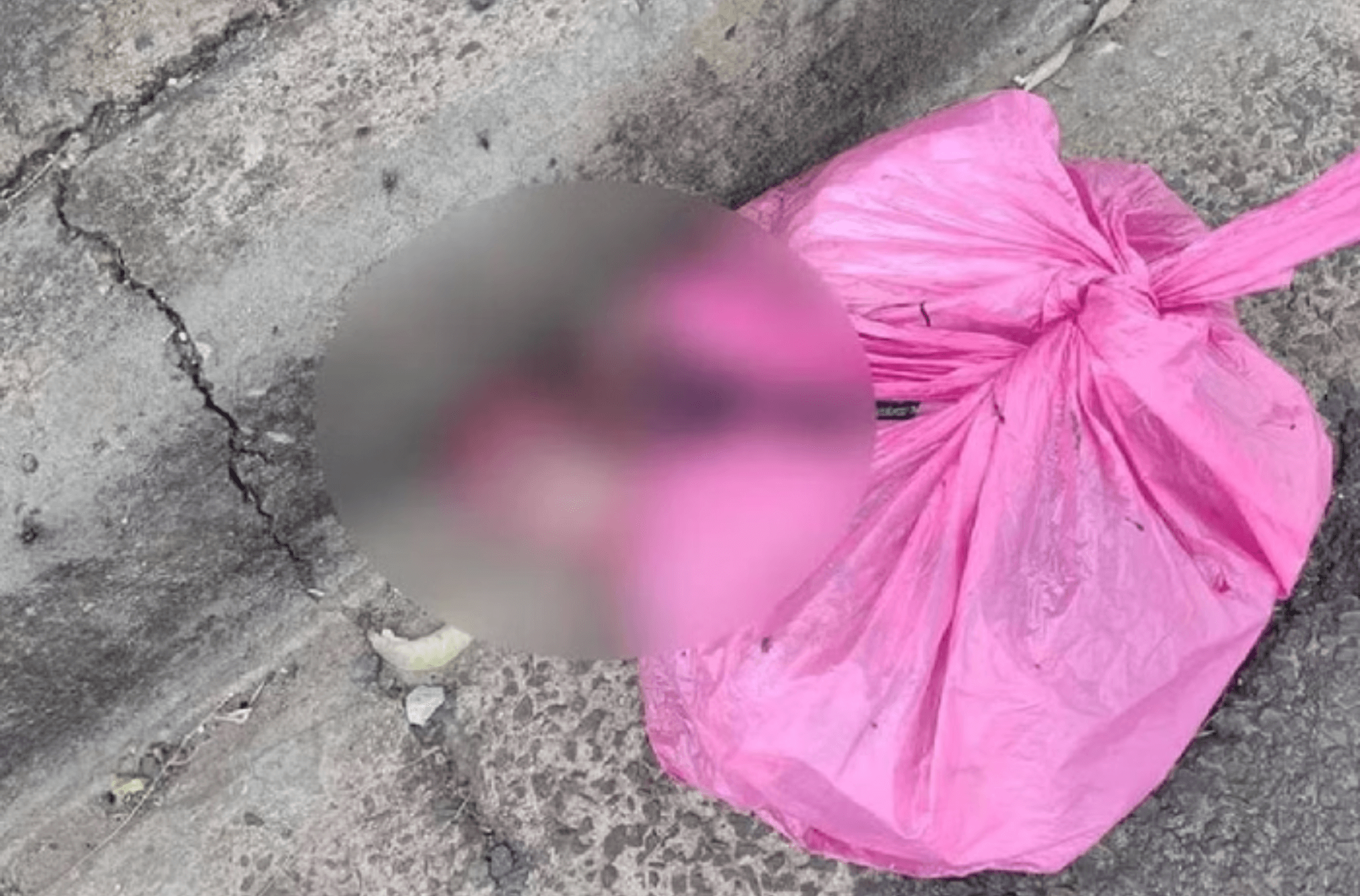 Cachorro encontra sacola com fetos dentro