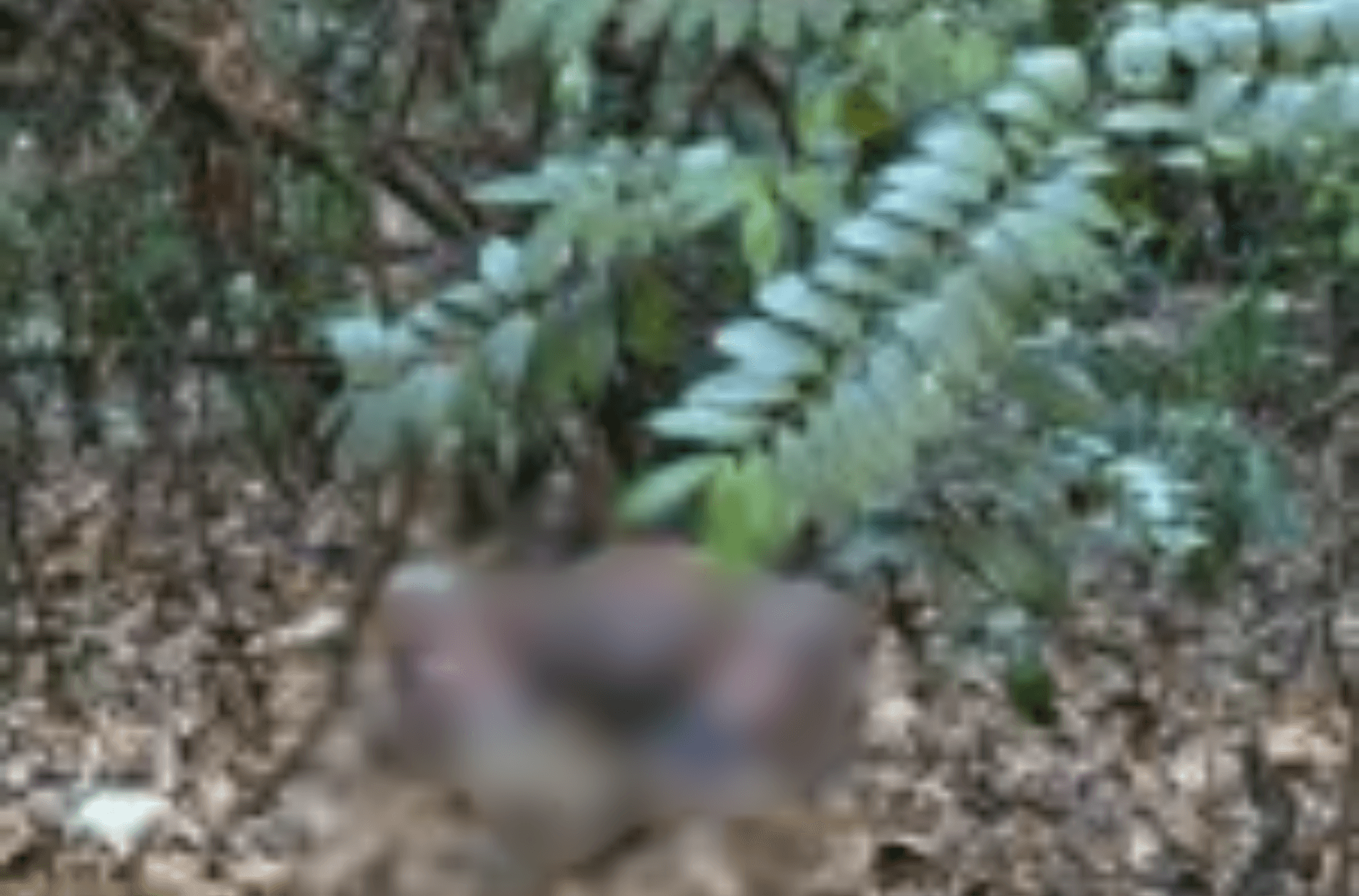 Corpo sem cabeça é encontrado em Manaus